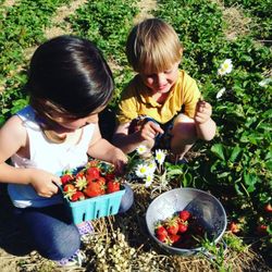 Golden Earthworm Organic Farm - U-Pick Organic Strawberries!