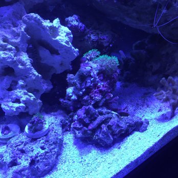 The Mystic Reef - Aquarium Services Near Me - Riverside, California