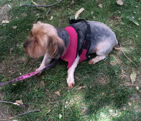 DEBBIE’S MOBILE DOG GROOMING - Pet Groomers - 7505 Democracy Blvd, Bethesda, MD - Phone Number DEBBIE’S MOBILE DOG GROOMING - Pet Groomers - 7505 Democracy Blvd, Bethesda, MD - Phone Number