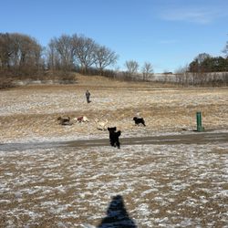 Andy's Bark Park - January 2025
