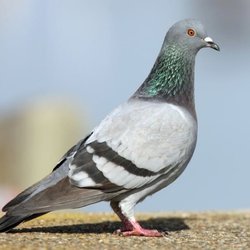Baker Wildlife Enterprises - Pigeon Bird Removal