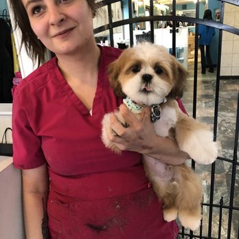 The Dirty Dog Spa - Justine does a superb job of grooming our lil Ziggy every time! - Pet Groomers Near Me - Apple Valley, Minnesota The Dirty Dog Spa - Justine does a superb job of grooming our lil Ziggy every time! - Pet Groomers Near Me - Apple Valley, Minnesota
