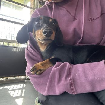PSS Pet Hotel - Upland - Refer to previous pic!!! - Pet Boarding Near Me - Upland, California PSS Pet Hotel - Upland - Refer to previous pic!!! - Pet Boarding Near Me - Upland, California