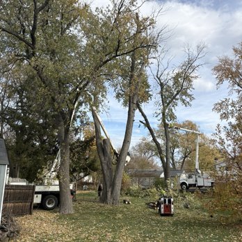 Tomax Tree Service - Tree Services Near Me - Clarendon Hills, Illinois Tomax Tree Service - Tree Services Near Me - Clarendon Hills, Illinois