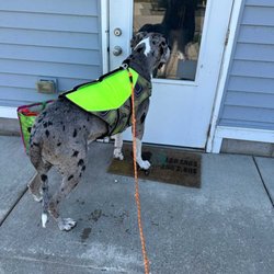 Bubble Puppy Swim & Playhouse