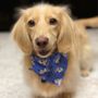 Photo of Star Pups Pet Salon & Paw Spa