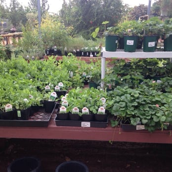 Civano Nursery Inc - Nurseries & Gardening Near Me - Tucson, Arizona Civano Nursery Inc - Nurseries & Gardening Near Me - Tucson, Arizona
