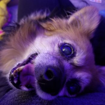 JJs Pets - Pet Sitting Near Me JJs Pets - Pet Sitting Near Me