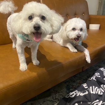 Spoiled Paws Grooming - Bichon Frise and a maltipoo - Pet Groomers Near Me - Long Beach, California Spoiled Paws Grooming - Bichon Frise and a maltipoo - Pet Groomers Near Me - Long Beach, California