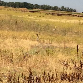 Merced National Wildlife Refuge - My jackrabbit friend is right there in the center. - Parks Near Me - Merced, California Merced National Wildlife Refuge - My jackrabbit friend is right there in the center. - Parks Near Me - Merced, California