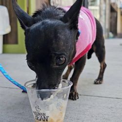 The Human Bean - Special treats for this sweetie!