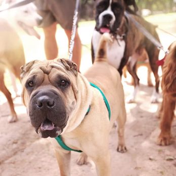 Sunshine Pets - Get Personalized, Quality Care for Your Pet - Pet Sitting Near Me Sunshine Pets - Get Personalized, Quality Care for Your Pet - Pet Sitting Near Me