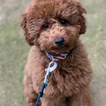 I Spy Dog Training - Pet Training Near Me
