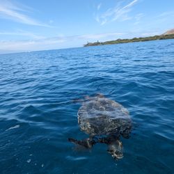 Honu (green sea turtle) coming to check out our kayak.