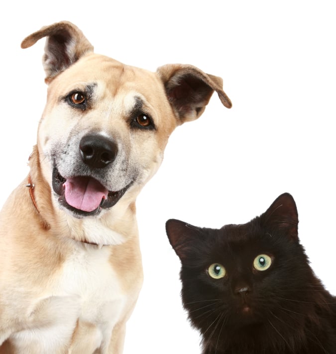 Pet Pal - pet boarding facility in Collierville, TN
