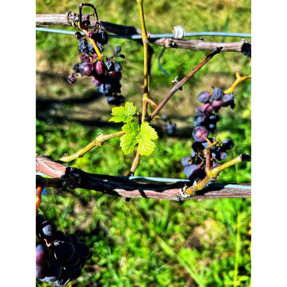 Keuka Lake Vineyards Logo