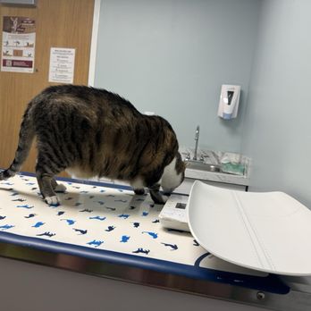 Aurora Pet Hospital - Jerry enjoying sniffing around while he waits to be seen. - Veterinarians Near Me - East Aurora, New York Aurora Pet Hospital - Jerry enjoying sniffing around while he waits to be seen. - Veterinarians Near Me - East Aurora, New York
