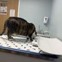 Photo of Aurora Pet Hospital