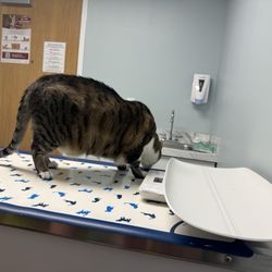 Aurora Pet Hospital - Jerry enjoying sniffing around while he waits to be seen.