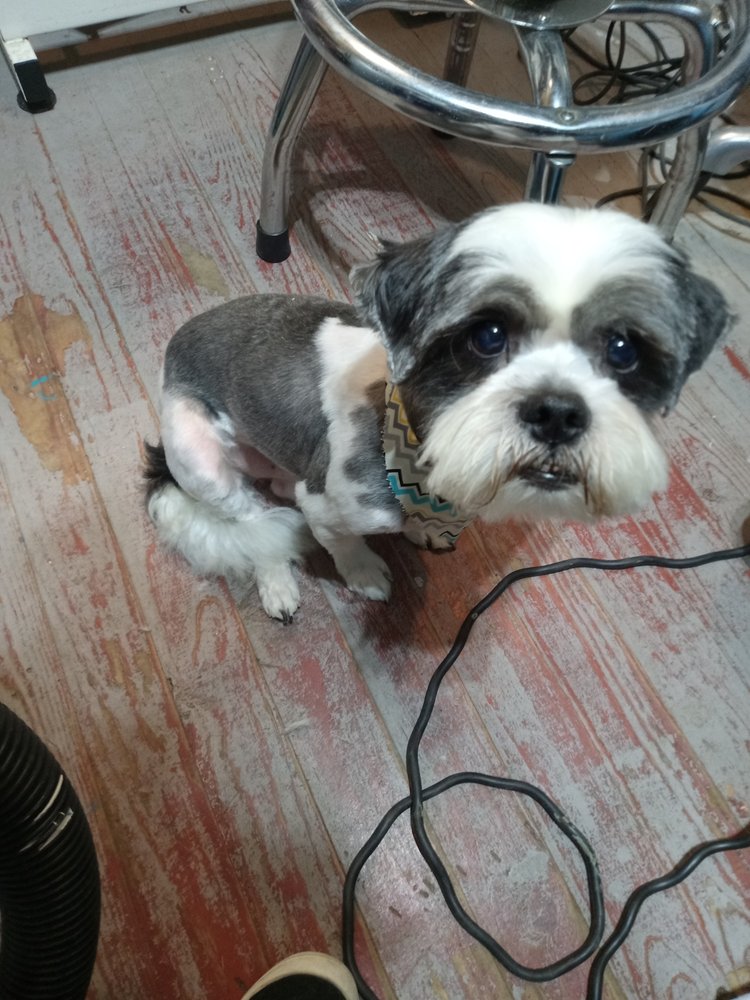 COASTAL KENNEL II Updated July 2024 204 Newman Lp, Pawleys Island