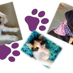 Pals For Paws Pet Sitters - Pals For Paws - The Best In-Home Care for Your Pets