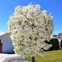 Pat Armstrong Ford - Spring!