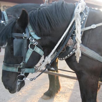 KOLI Equestrian Center - Thanks for the g-ride horsies! =) - Venues & Event Spaces Near Me - Phoenix, Arizona
