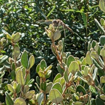 Harmony Farm Supply & Nursery - Dragonfly goodness - Nurseries & Gardening Near Me - Sebastopol, California Harmony Farm Supply & Nursery - Dragonfly goodness - Nurseries & Gardening Near Me - Sebastopol, California
