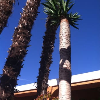 Economy Inn - Very cool ancient trees on site, this one is a dinosaur palm! - Hotels Near Me - Los Banos, California Economy Inn - Very cool ancient trees on site, this one is a dinosaur palm! - Hotels Near Me - Los Banos, California