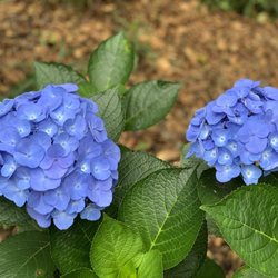 Loyns Park - Hydrangea