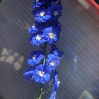 Dolce Caffe - a blue flower in a vase - Breakfast & Brunch Near Me - Reno, Nevada