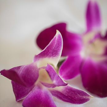 Alpha Floral - orchids for bride's hair - Florists Near Me - Santa Barbara, California Alpha Floral - orchids for bride's hair - Florists Near Me - Santa Barbara, California