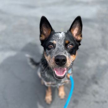 Specialty Dog Training - Photo Cassie sent us of Oliver in one of his weekly progress updates! - Pet Training Near Me - Oceanside, California
