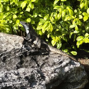 Excellence Riviera Cancún - Iguanas everywhere! - Hotels Near Me - Puerto Morelos, ROO