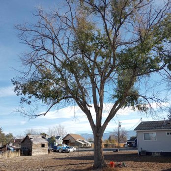 Z's Trees - Tree Services Near Me Z's Trees - Tree Services Near Me