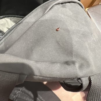 The Coffee Bean & Tea Leaf - Bed bug climbing on my backpack. No bed bugs were inside my bag. - Coffee & Tea Near Me - Northridge, California The Coffee Bean & Tea Leaf - Bed bug climbing on my backpack. No bed bugs were inside my bag. - Coffee & Tea Near Me - Northridge, California