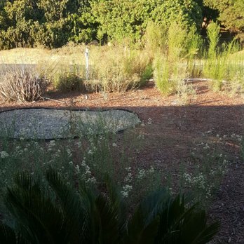 J Rojas Tree Services - Before work - Tree Services Near Me