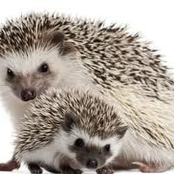 CC's Exotic Pets