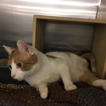 PetSmart - A 3-legged cat that's being adopted! - Pet Stores Near Me - Mohegan Lake, New York PetSmart - A 3-legged cat that's being adopted! - Pet Stores Near Me - Mohegan Lake, New York