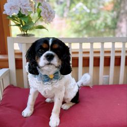 Pawfect Grooming