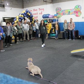 Good Dog Pet Training - Pet Training Near Me - Mahwah, New Jersey
