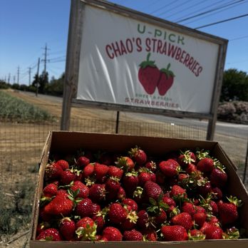 Chao’s Strawberries - Strawberries large box - Fruits & Veggies Near Me - Brentwood, California Chao’s Strawberries - Strawberries large box - Fruits & Veggies Near Me - Brentwood, California