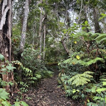 Kona Cloud Forest Sanctuary - They used the log over the trail here in the Avatar: Way of the Water movie! This part of the trail is only on the longer 2+ hour tour - Walking Tours Near Me - Kailua-Kona, Hawaii