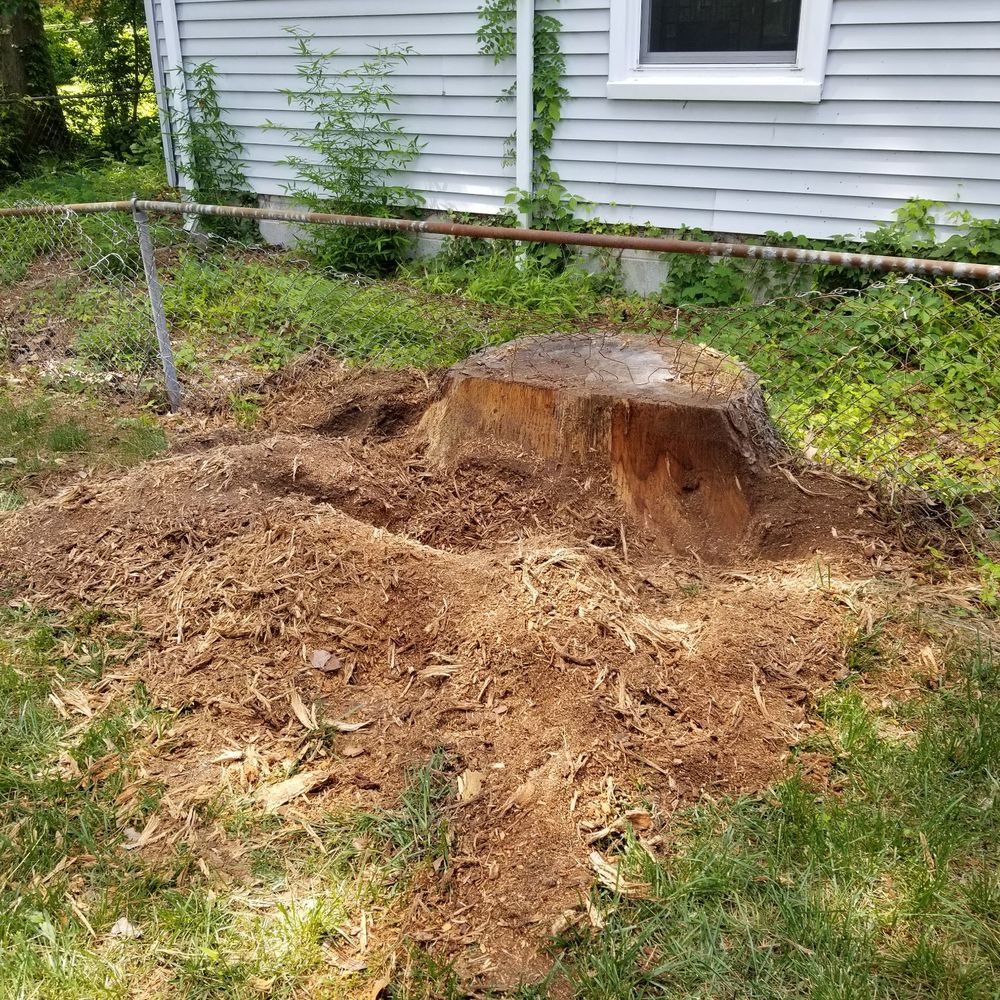 All Out Tree and Stump Removal - Tree Services Near Me - Virginia Beach, Virginia All Out Tree and Stump Removal - Tree Services Near Me - Virginia Beach, Virginia
