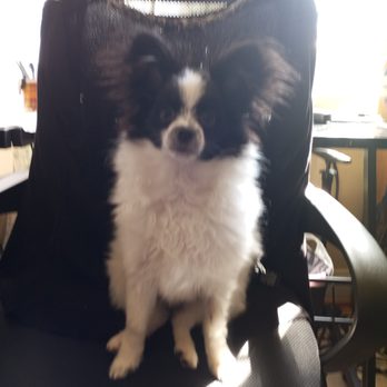 Dupont Veterinary Clinic - Hercules!! - Veterinarians Near Me - Washington, DC, District of Columbia