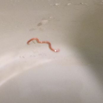 Great Wall Supermarket - Live worm inside fish bought from Great Wall Supermarket ‍ - International Grocery Near Me - Houston, Texas
