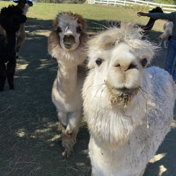 Canzelle Alpacas - Farms Near Me - Carpinteria, California