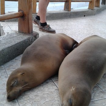 Adler Travel - Two tired Sea Lions in the Galapagos...that's John's foot in the background - Travel Services Near Me - Hamden, Connecticut