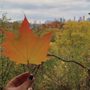 Crothers Woods