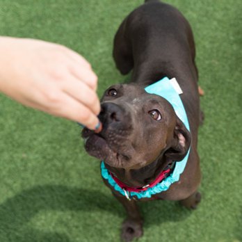 Professional Pets Florida - Pet Sitting Near Me